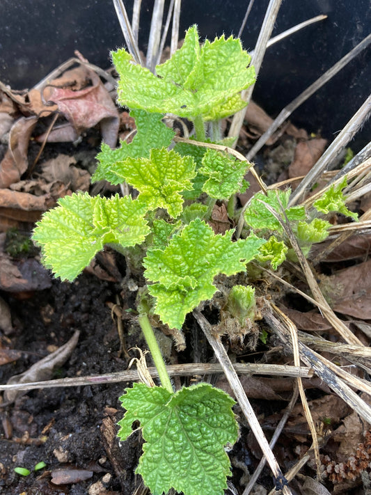 Plant Sale