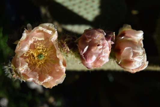 Couleur Garance - The Garden of Natural Dyes