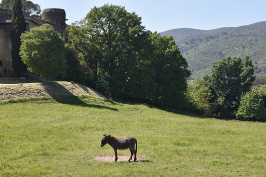 The Fete Renaissance - Lourmarin