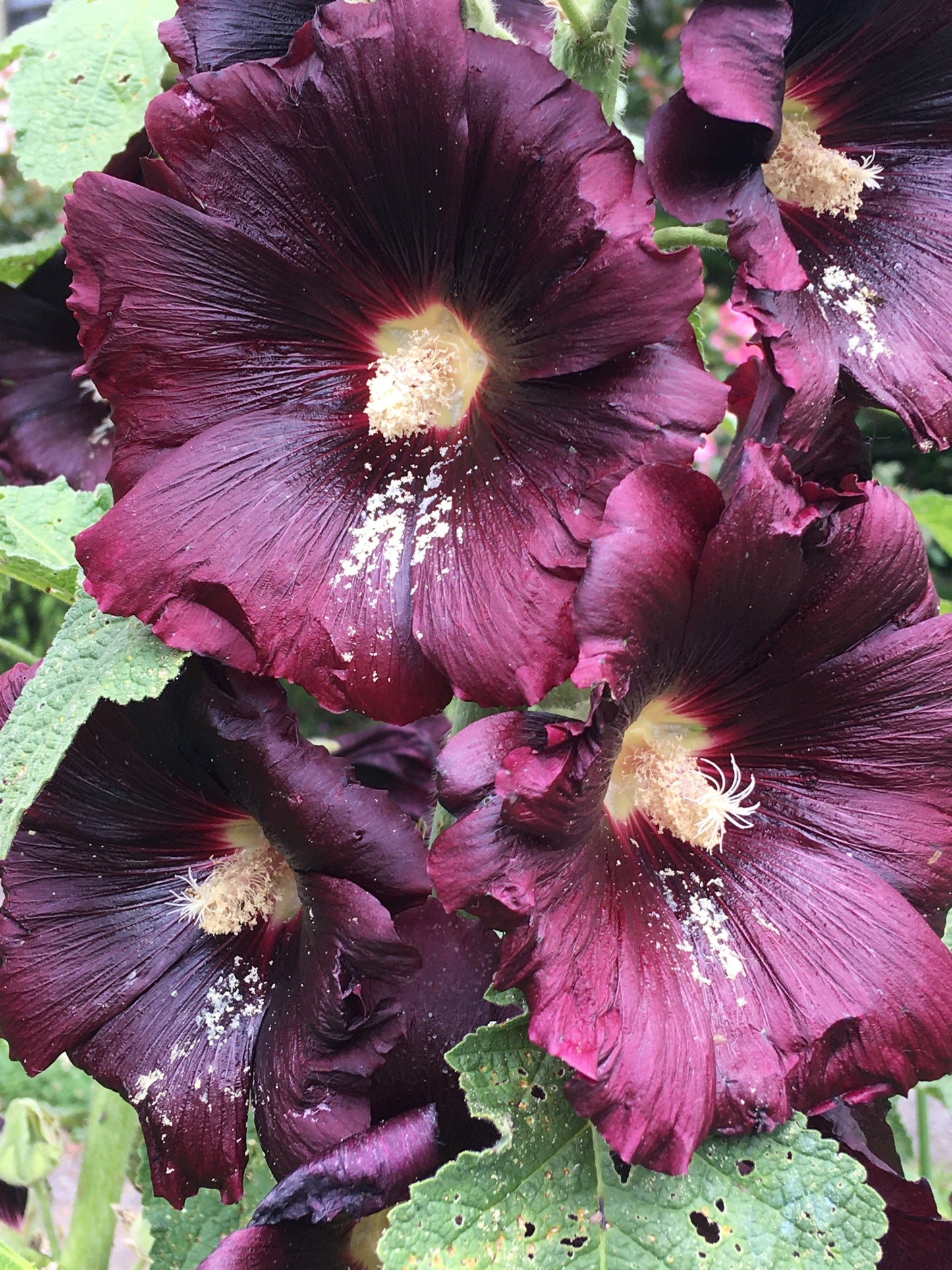 Hollyhock dried flower