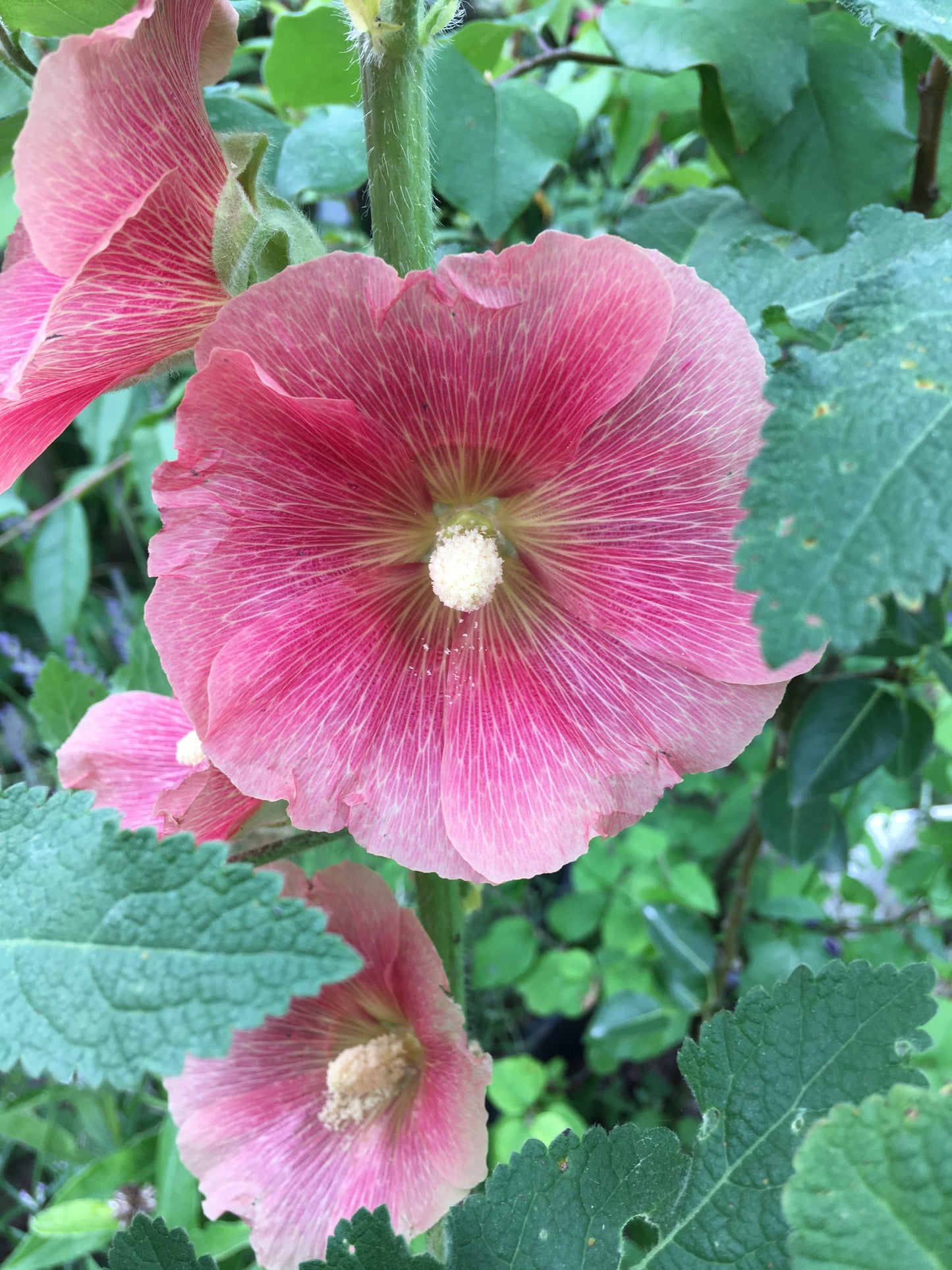 Hollyhock dried flower