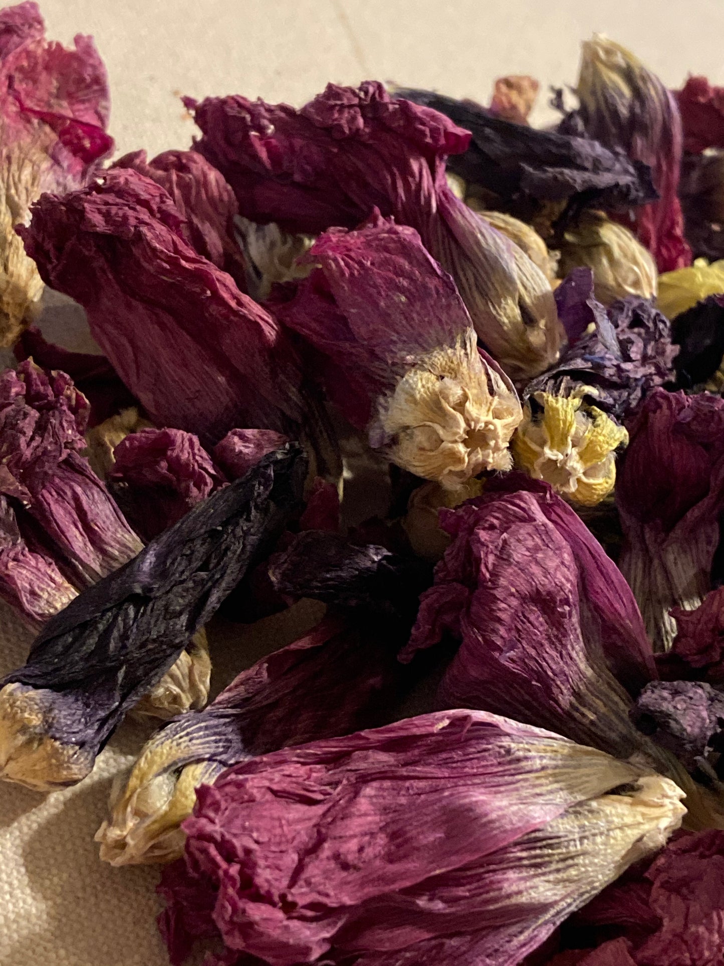 Hollyhock dried flower