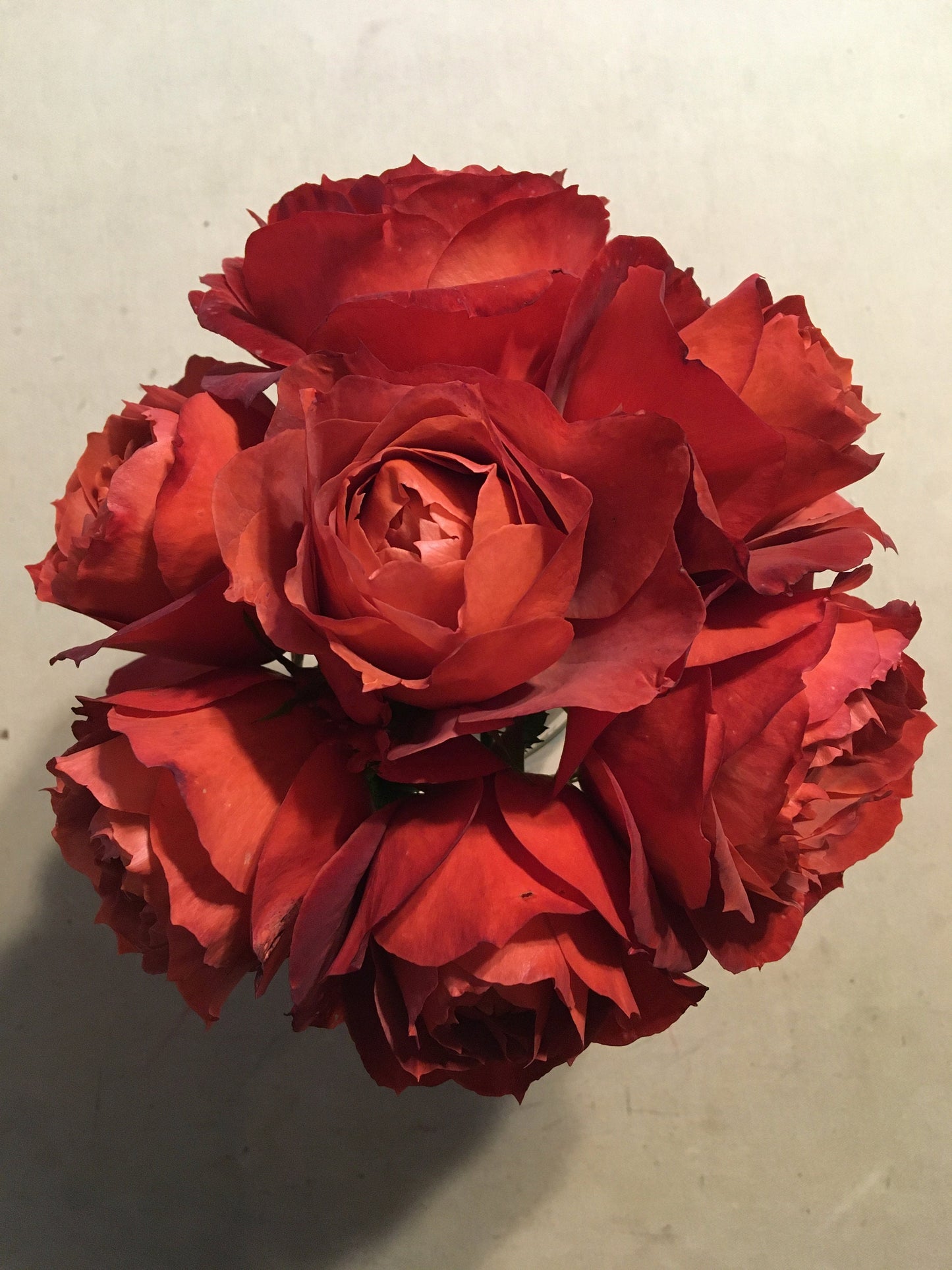 Dried Rose Petals - herbs- natural dye