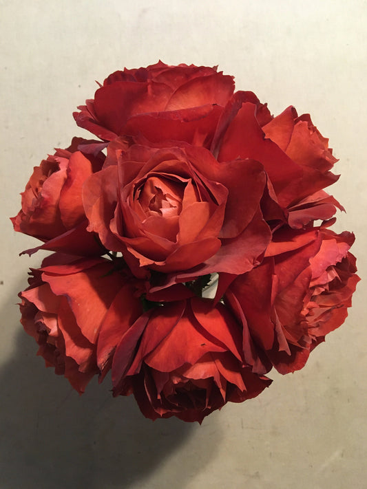 Dried Rose Petals - herbs-  natural dye