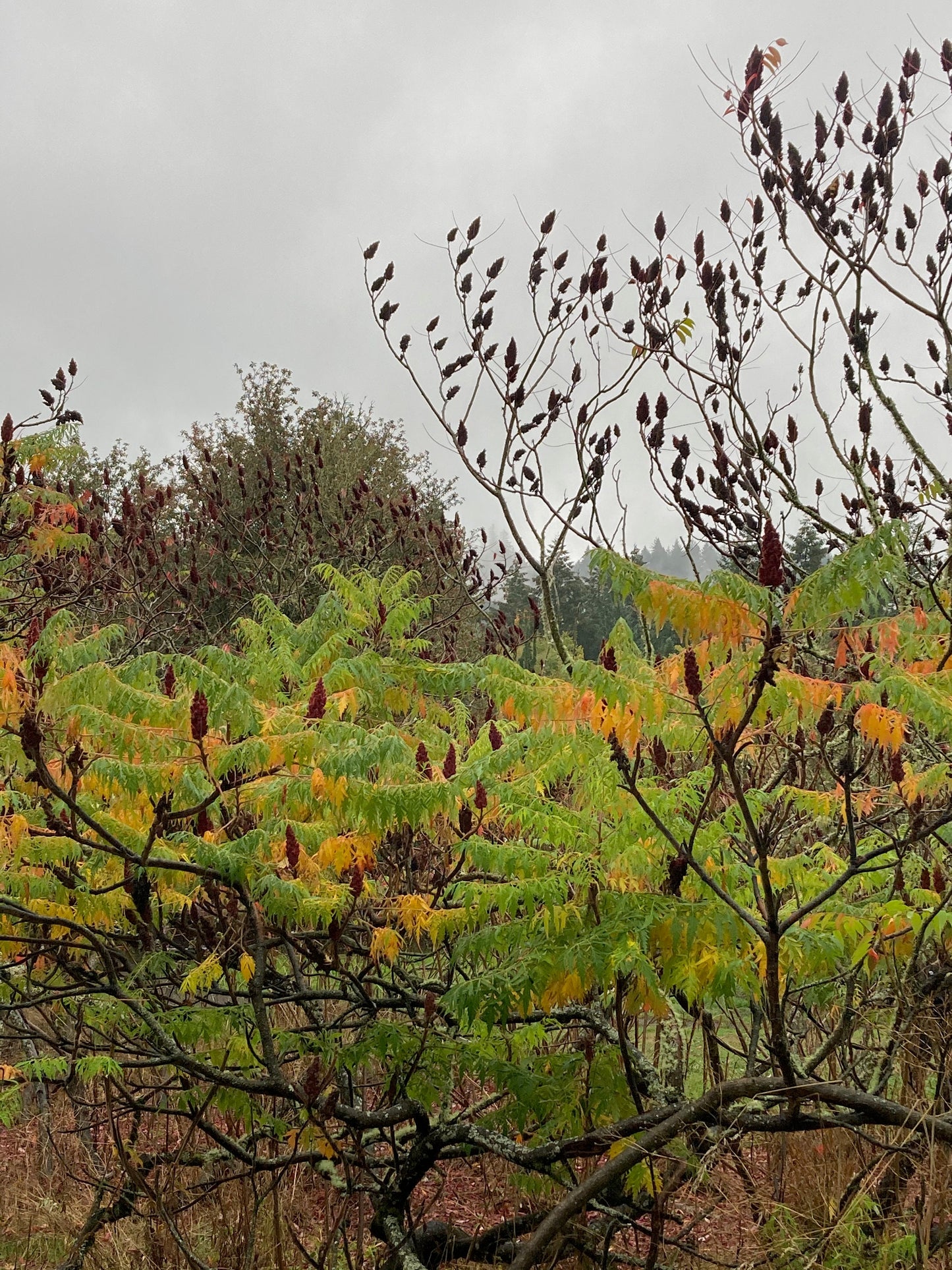 Sumac leaf - herb- dye