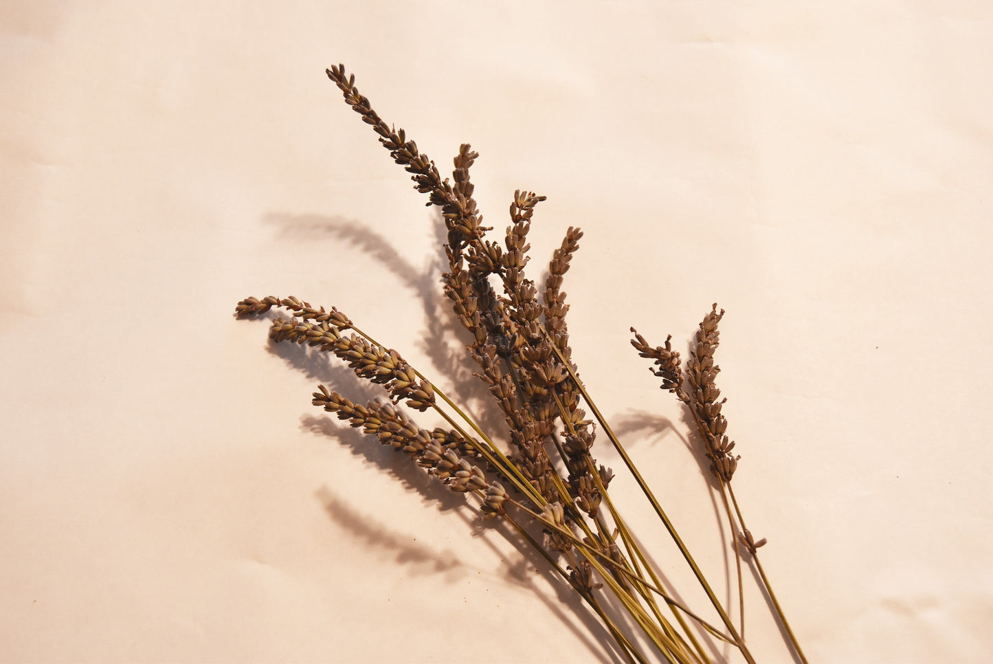 Lavender - dried herbs- organic