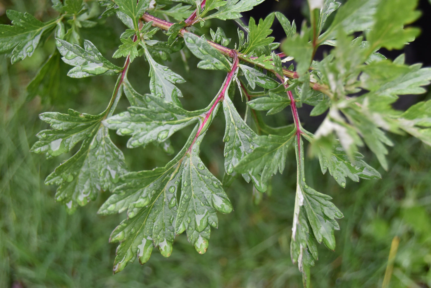 Mugwort - dried herb - organic