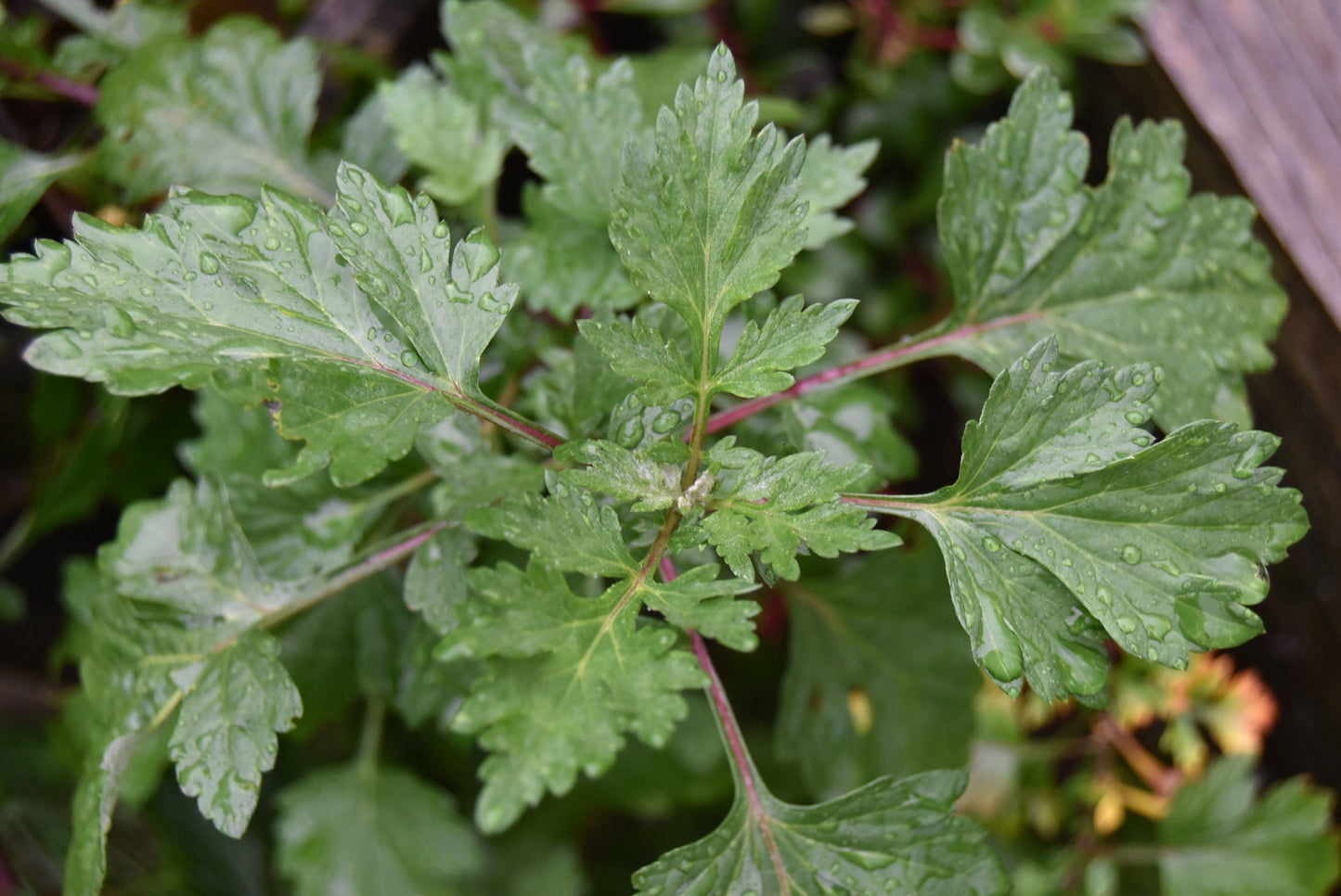 Mugwort - dried herb - organic