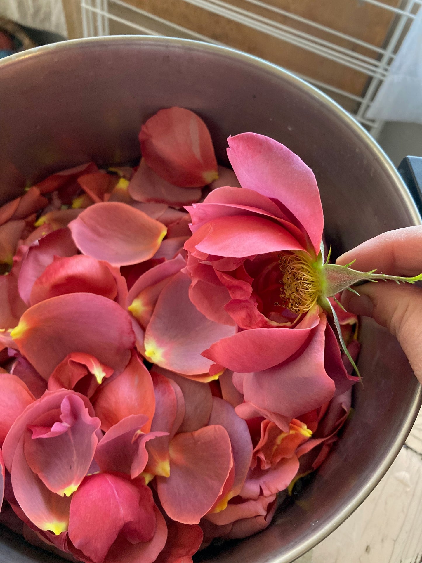 Rose Ritual