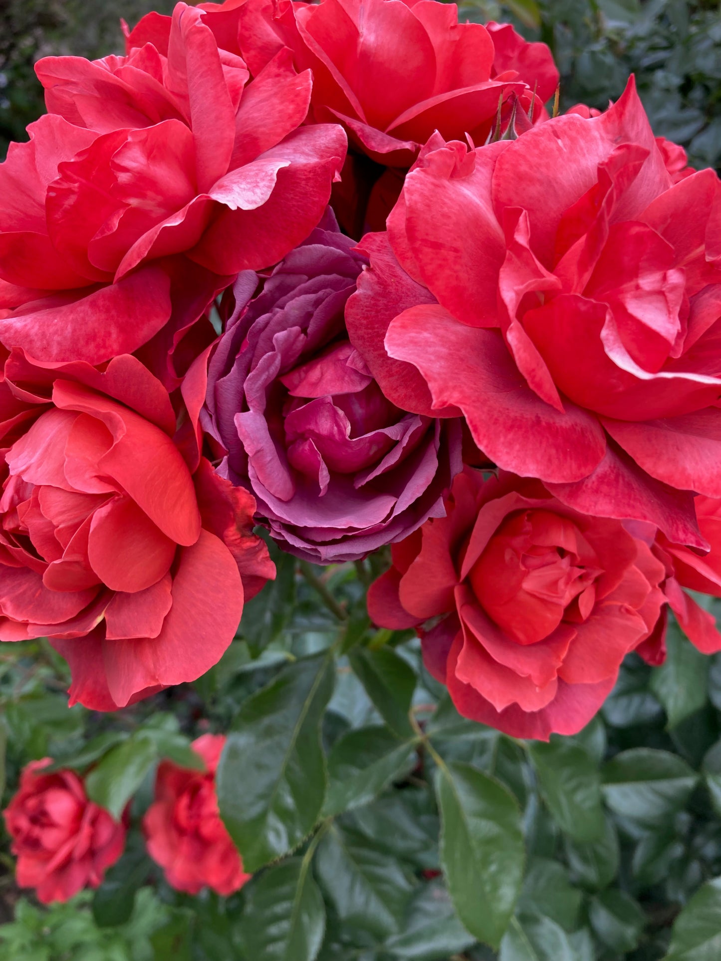 Plant Based Ink - One Ounce