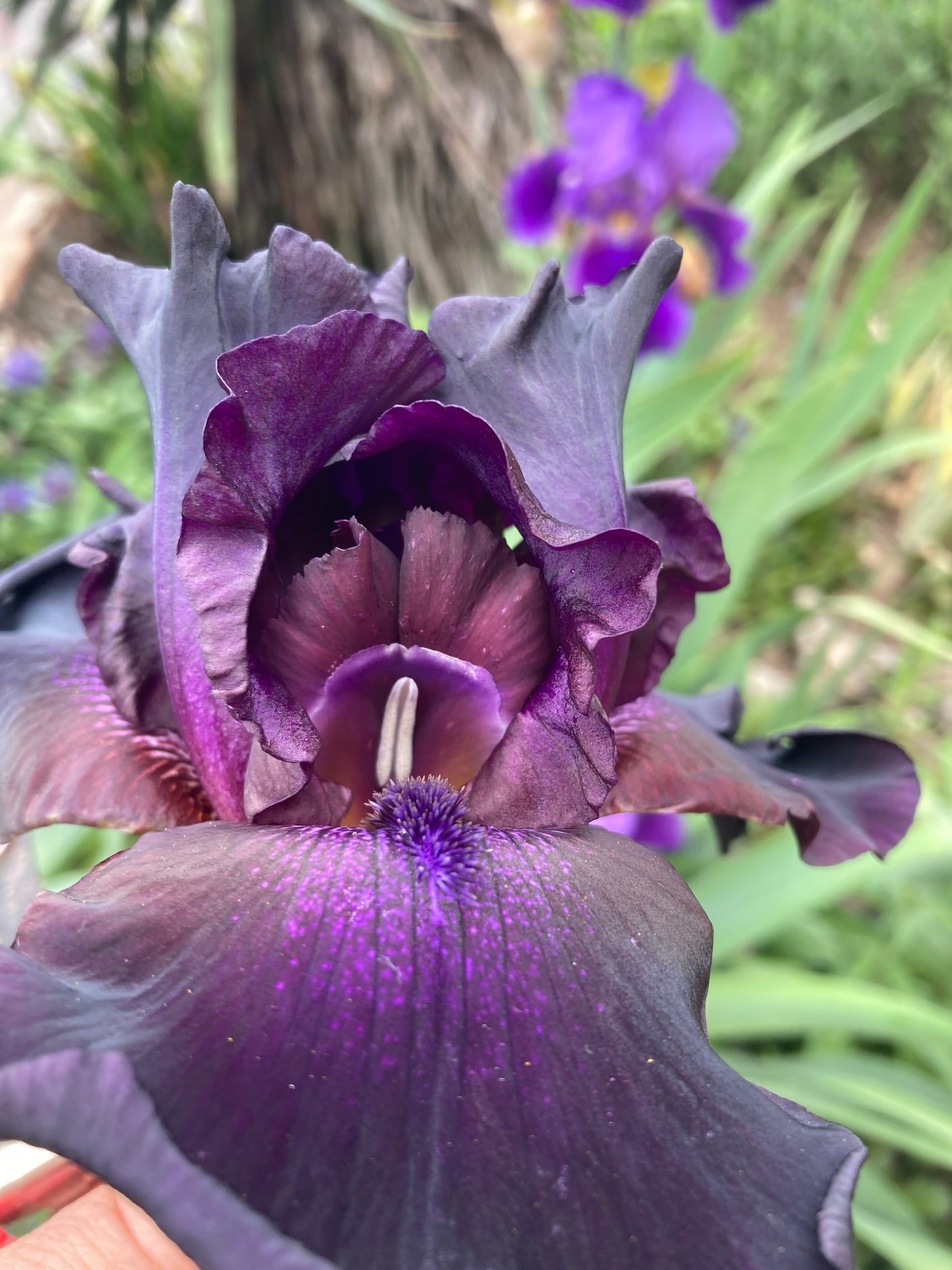 Black Iris Ink Session