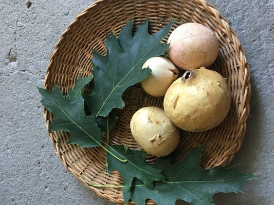 Oak Gall
