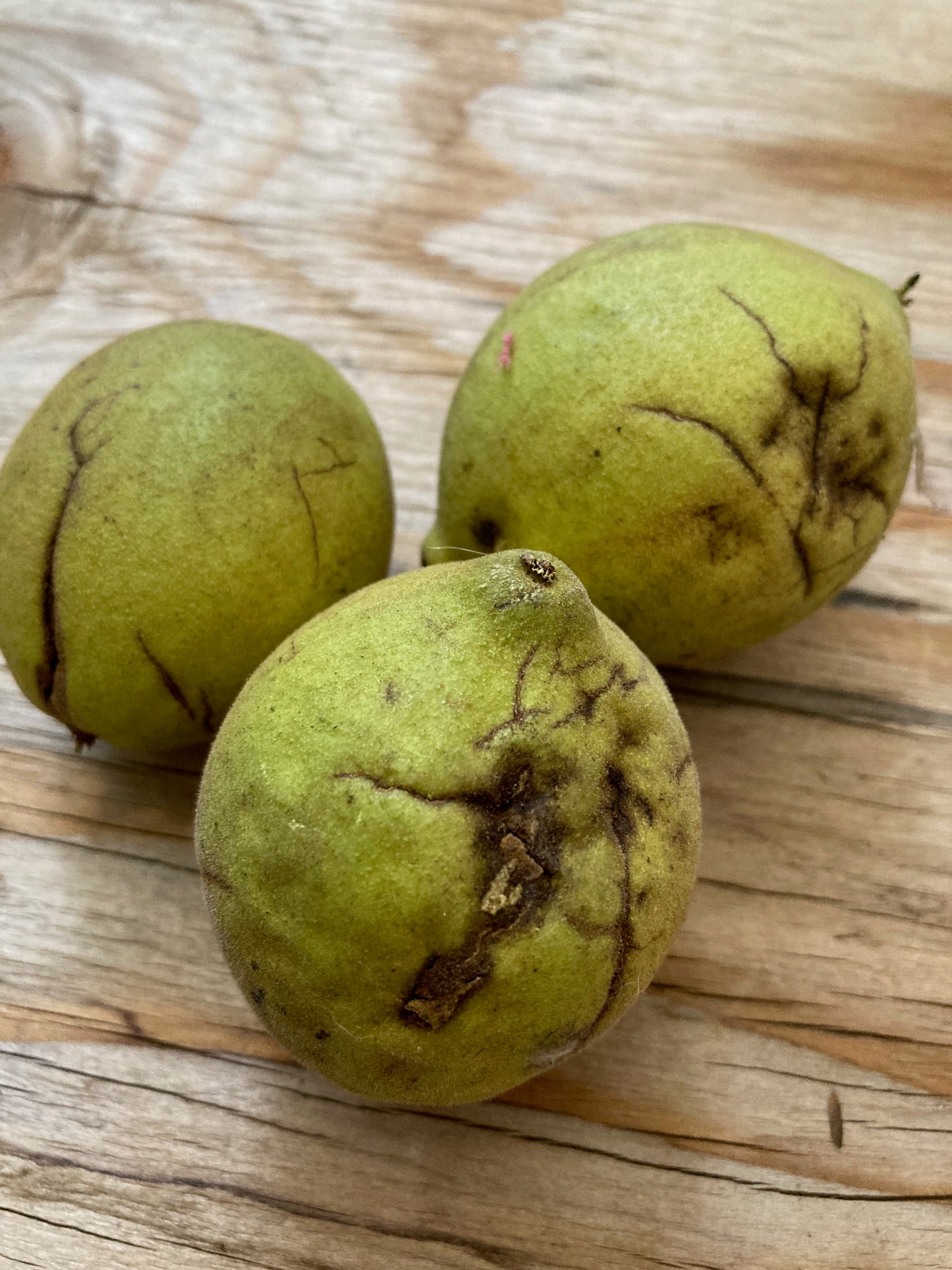 Plant Based Ink - One Ounce